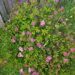 Bush