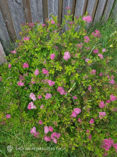 Bush