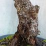 Bonsai Image 2