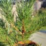 Pine tree Image 2