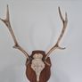 Deer antlers Image 4