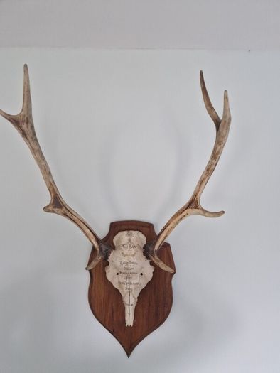 Deer antlers