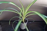 Spider plants