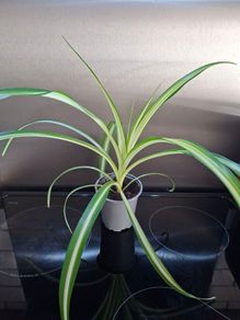 Spider plants