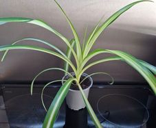 Spider plants