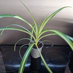 Spider plants