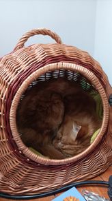 2 in 1 /cat cage&carrier for small dog/ medium dog carrier available
