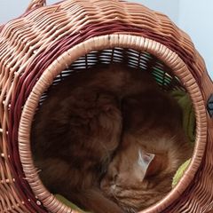 2 in 1 /cat cage&carrier for small dog/ medium dog carrier available