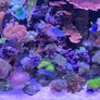 marine  corals Image 4