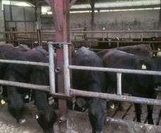 Aa  and hereford heifers