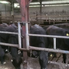 Aa  and hereford heifers