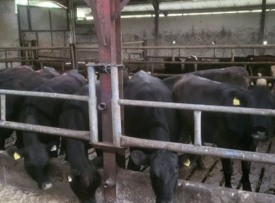 Aa  and hereford heifers