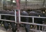 Aa  and hereford heifers