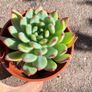 plant Image 2