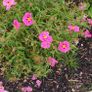 Cistus Purpureus Lam -- nice big flowers  bushy plant. The bush is just beginning to bloom and will be looking beautiful on any garden. https://www.rhs.org.uk/plants/90960/cistus-purpureus/details Image 3