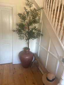 Huge Filament Olive tree in superb Moroccan vessel