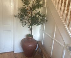 Huge Filament Olive tree in superb Moroccan vessel