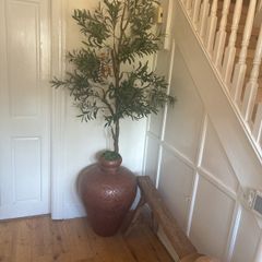 Huge Filament Olive tree in superb Moroccan vessel