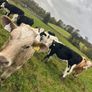 11 Super Heifer Calves Image 3