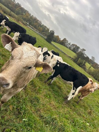 11 Super Heifer Calves