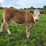 3 sim heifers Image 2