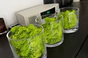 Glass vases x 3 with artificial moss
