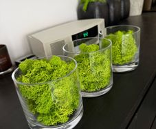 Glass vases x 3 with artificial moss