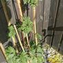 Cutleaf thornless blackberry plant Image 4