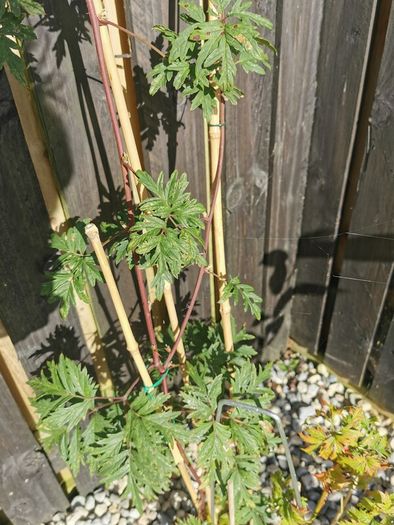 Cutleaf thornless blackberry plant