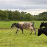 Shorthorn cows Image 5