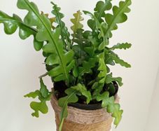 Fishtail/Fishbone Cacti/ Disocactus Anguliger Indoor Plant