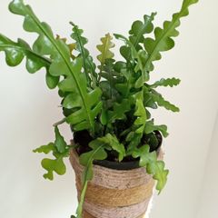 Fishtail/Fishbone Cacti/ Disocactus Anguliger Indoor Plant