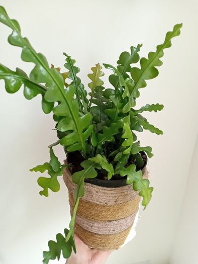 Fishtail/Fishbone Cacti/ Disocactus Anguliger Indoor Plant