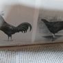 Poultry Breeding & Production/ Edward Brown/ 1929 Image 7