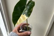 Philodendron Burle Marx Variegated