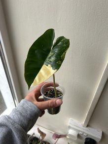 Philodendron Burle Marx Variegated