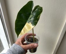 Philodendron Burle Marx Variegated