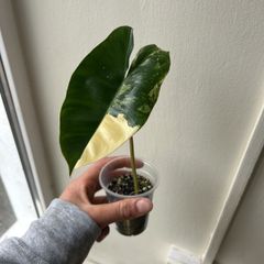 Philodendron Burle Marx Variegated