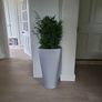Chamaedorea Elegans planter Image 4