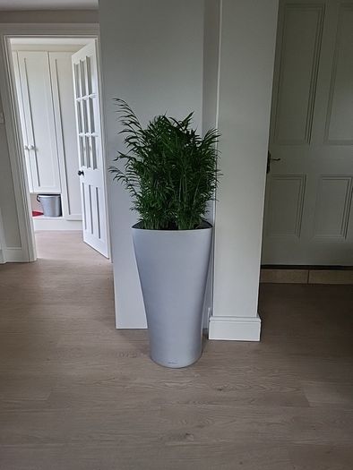 Chamaedorea Elegans planter
