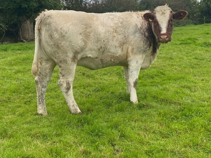 Genotyped Roan Shorthorn In Calf Heifer