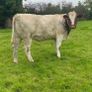 Genotyped Roan Shorthorn In Calf Heifer Image 6