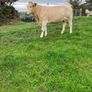 Incalf Heifers for sale Image 10