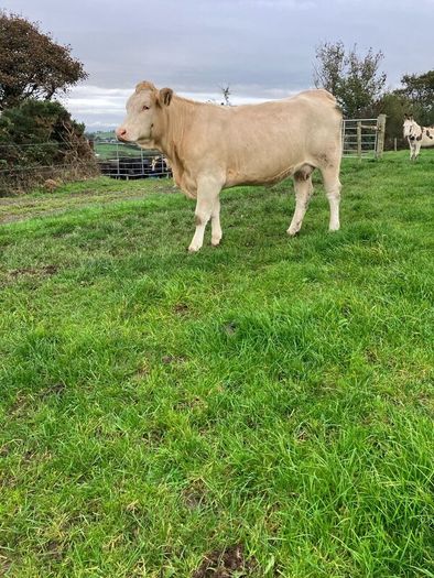 Incalf Heifers for sale