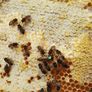 Nucs n full hives Image 7