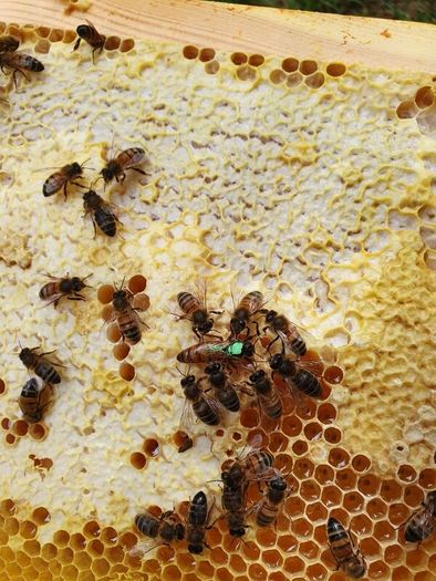 Nucs n full hives