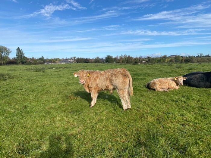 Organic weanlings Elphin Mart