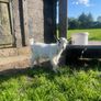 Pygmy goat Image 7