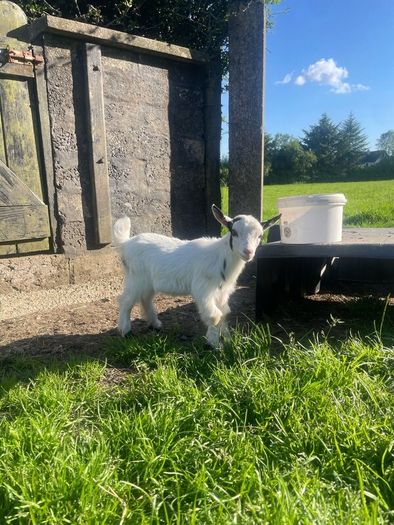 Pygmy goat