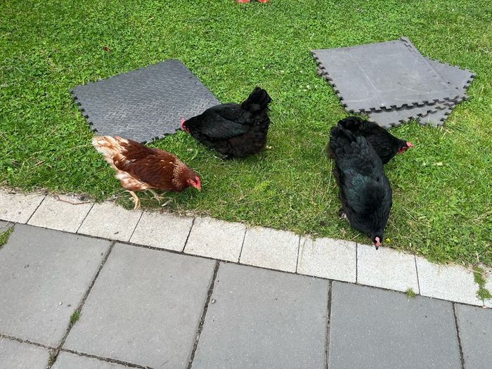 chicken